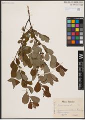 Foto von Salix aurita L.